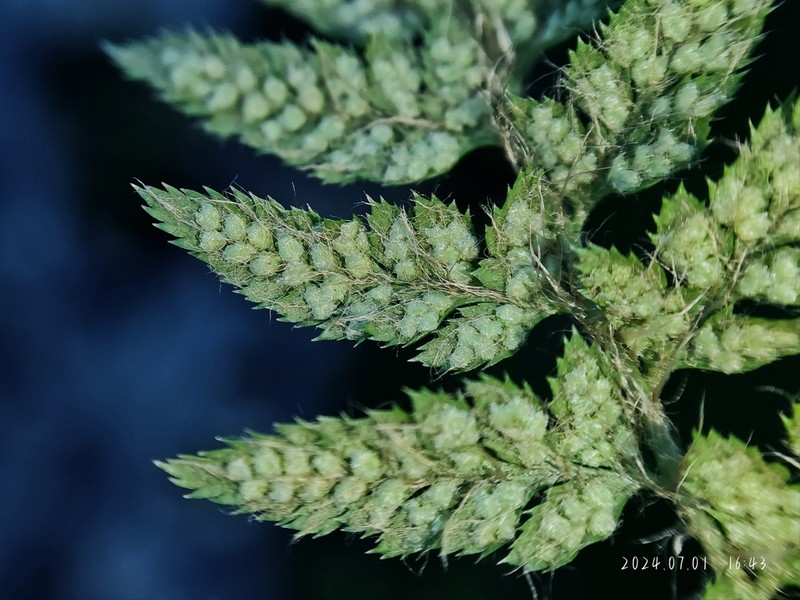 Polystichum shensiense photo 4