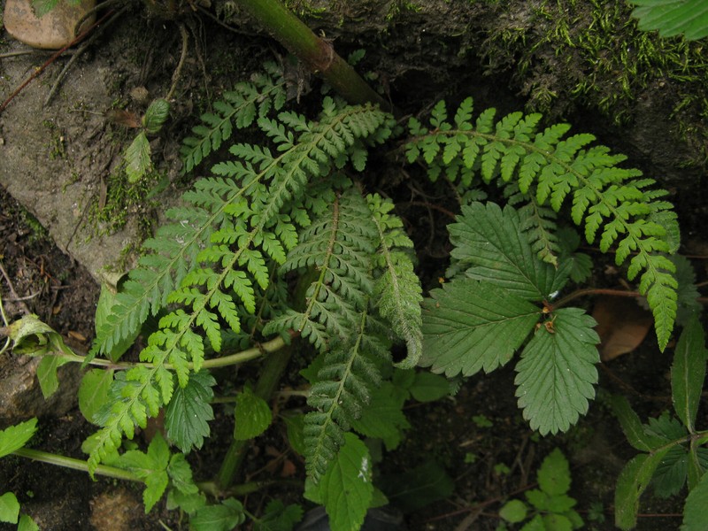 Polystichum shensiense photo 5