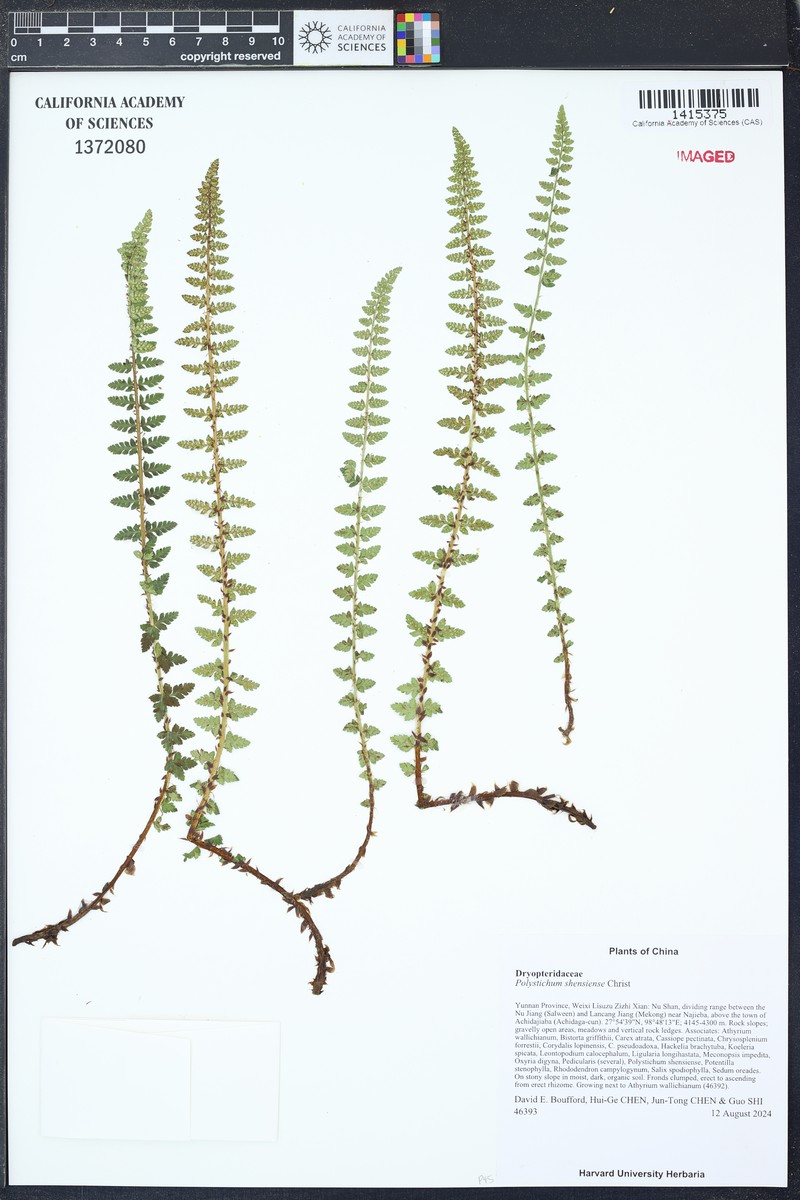 Polystichum shensiense photo 6