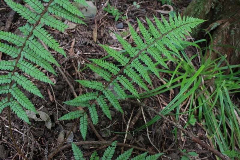 Polystichum shimurae