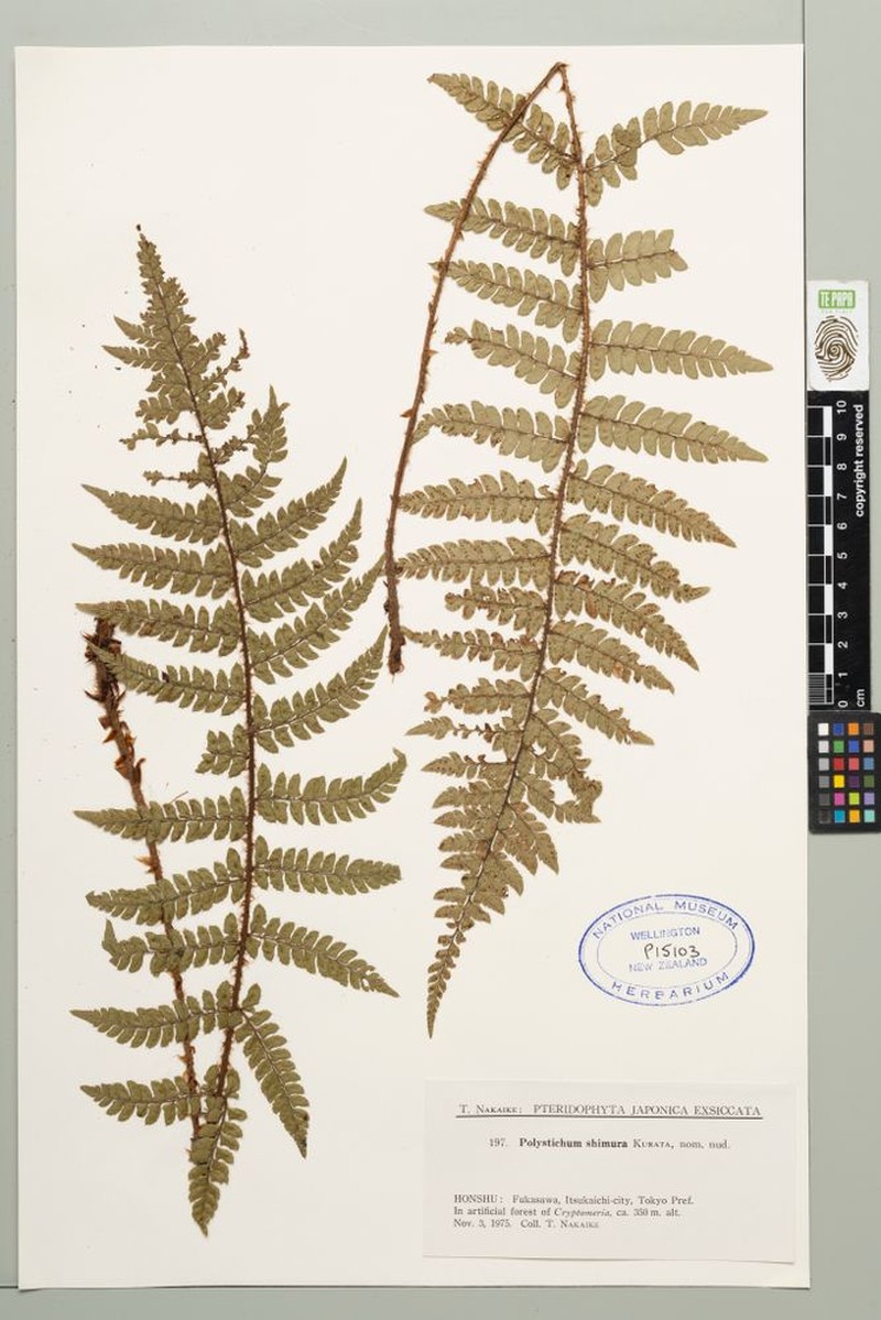 Polystichum shimurae photo 2