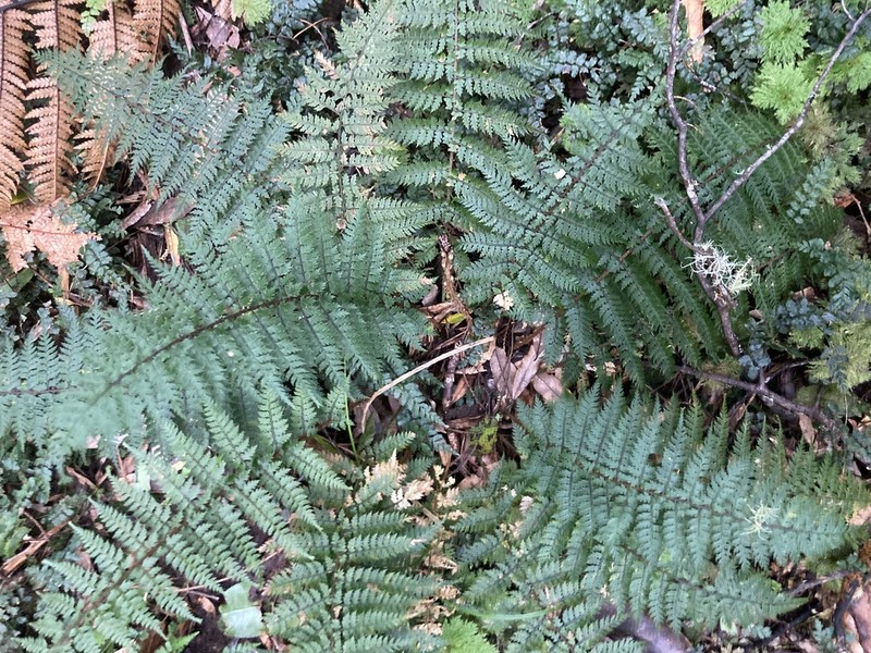 Polystichum silvaticum