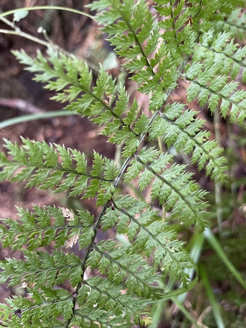 Polystichum silvaticum photo 2