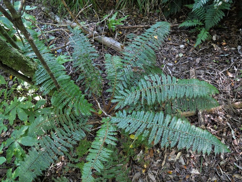 Polystichum silvaticum photo 3
