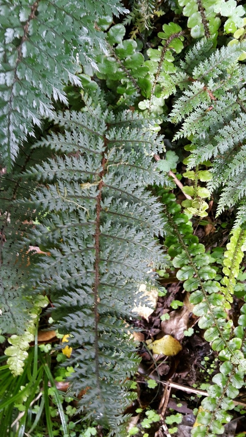 Polystichum silvaticum photo 4