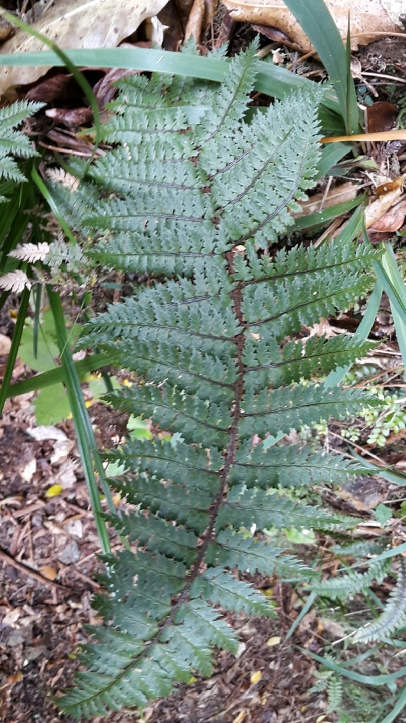 Polystichum silvaticum photo 5