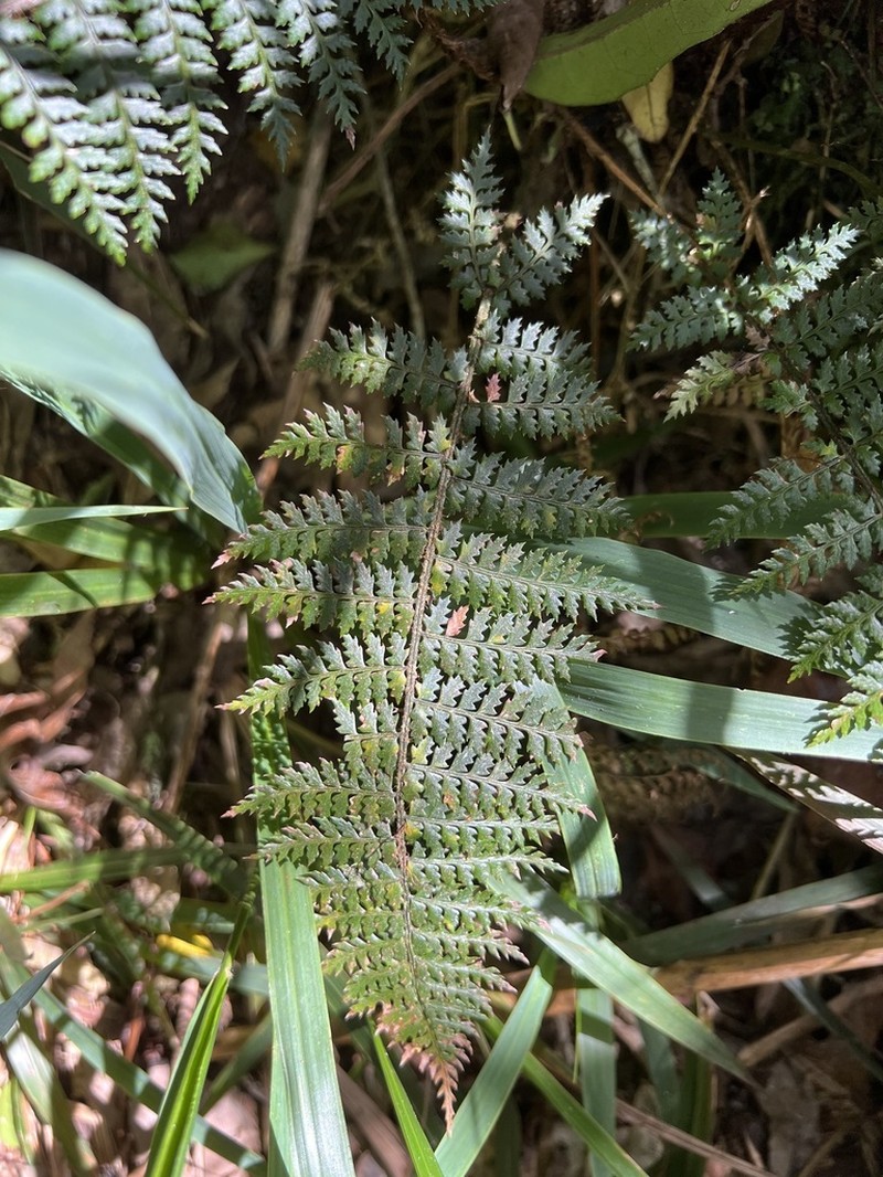 Polystichum silvaticum photo 6