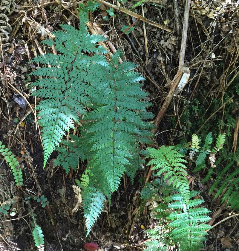 Polystichum silvaticum photo 7