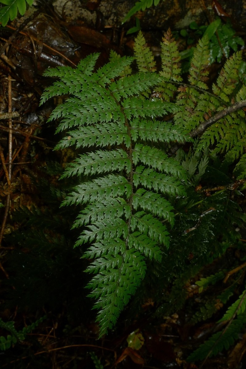 Polystichum silvaticum photo 8