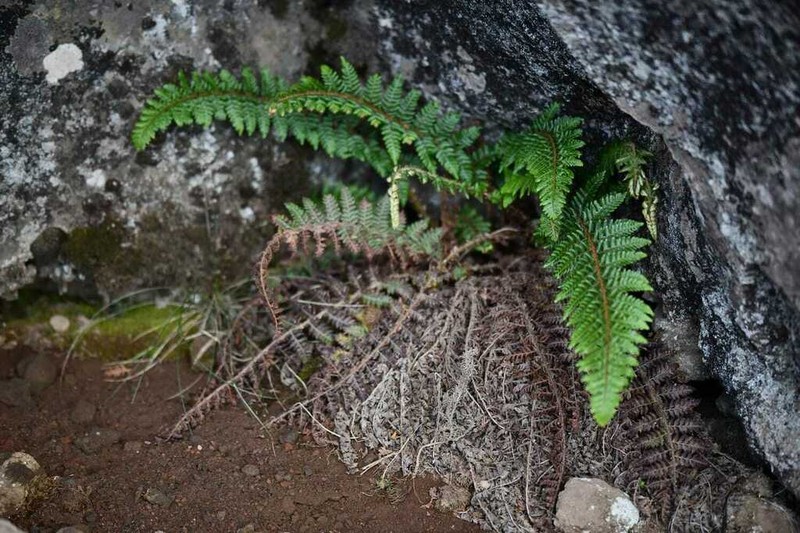 Polystichum sinense