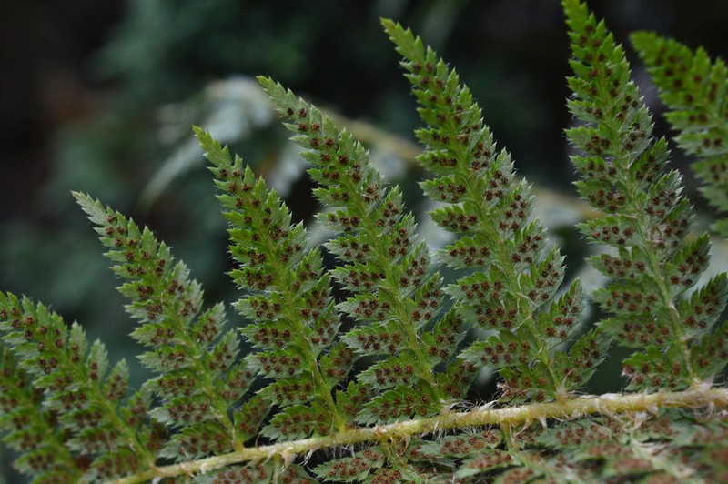 Polystichum sinense photo 2
