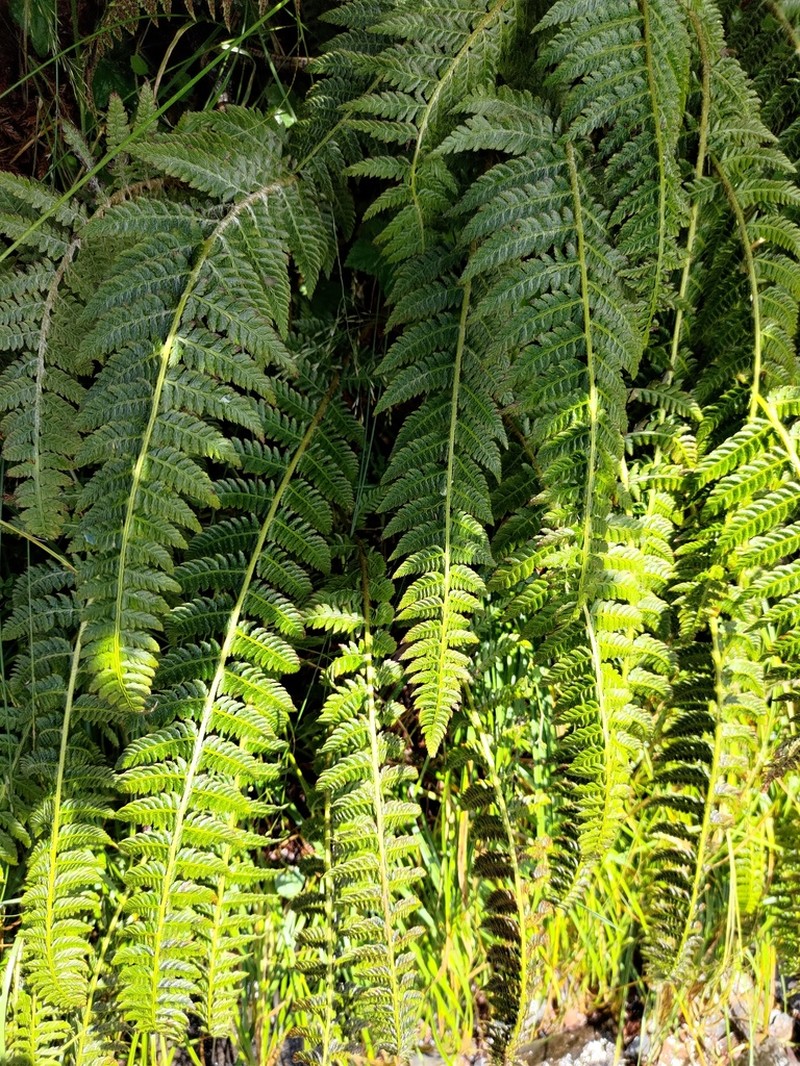Polystichum sinense photo 3