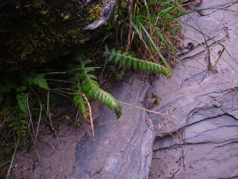 Polystichum sinense photo 4