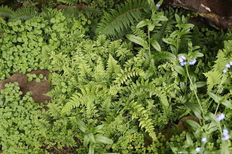 Polystichum sinense photo 5
