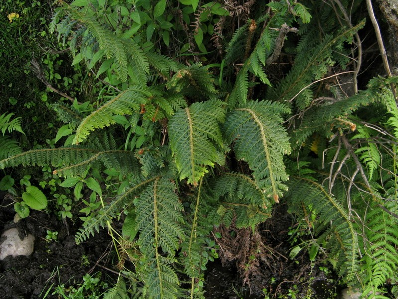 Polystichum sinense photo 6