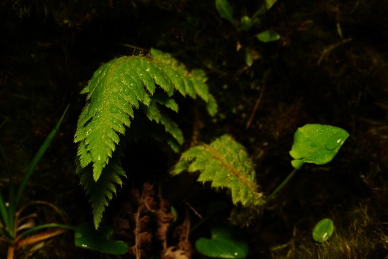 Polystichum sinense photo 7