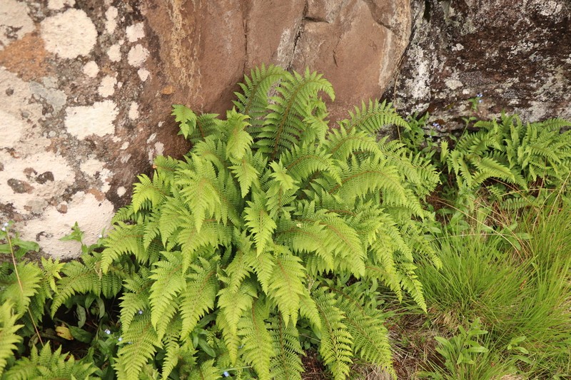 Polystichum sinense photo 8