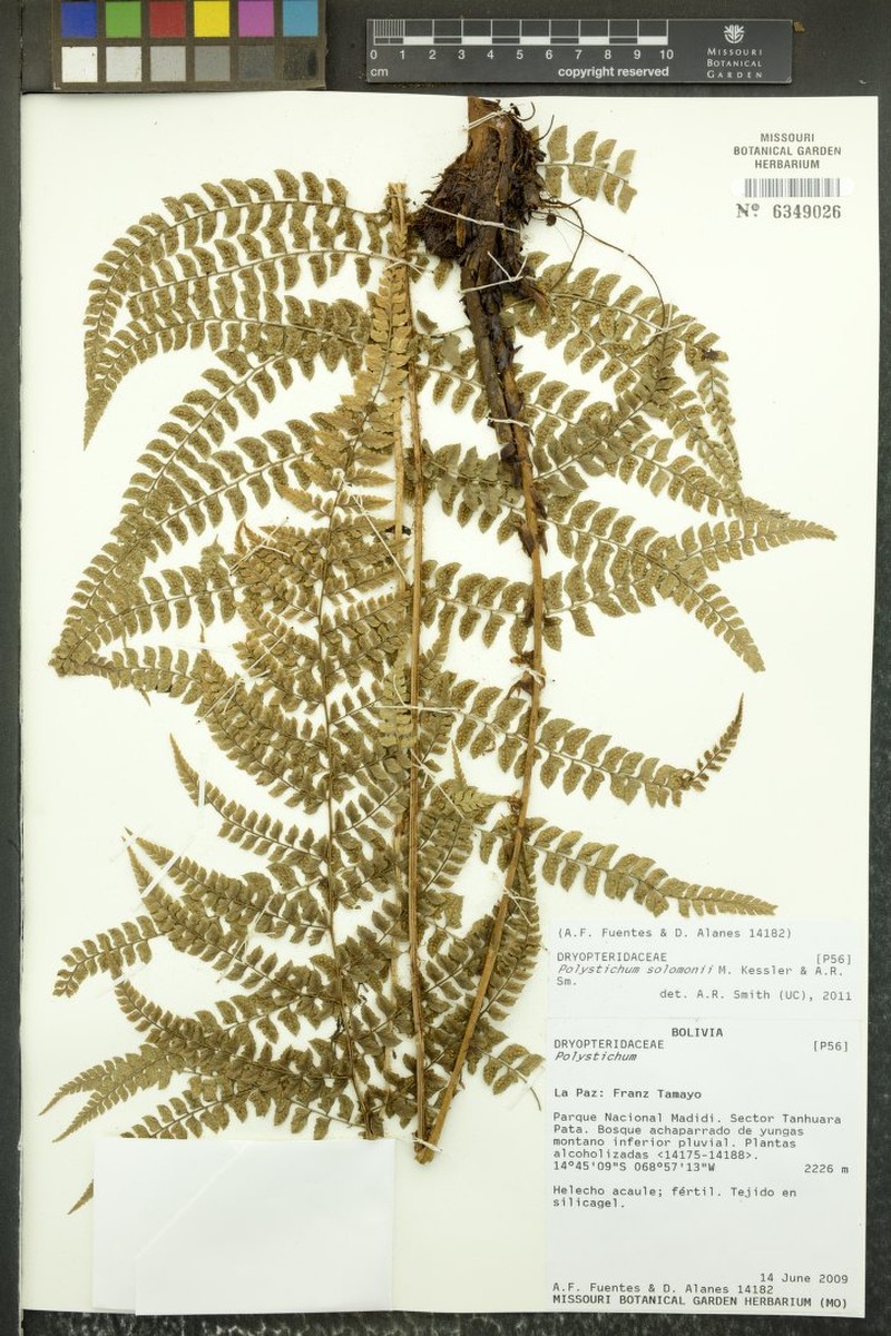 Polystichum solomonii