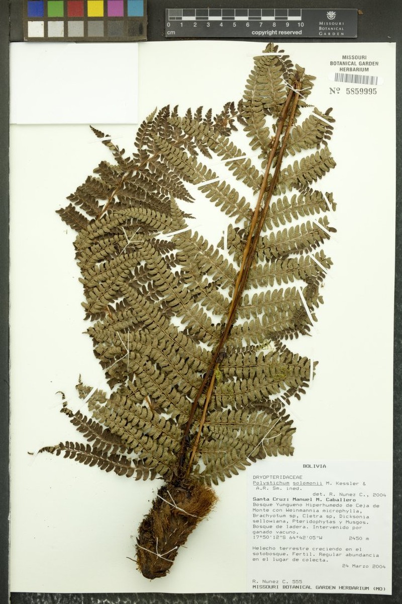 Polystichum solomonii photo 2