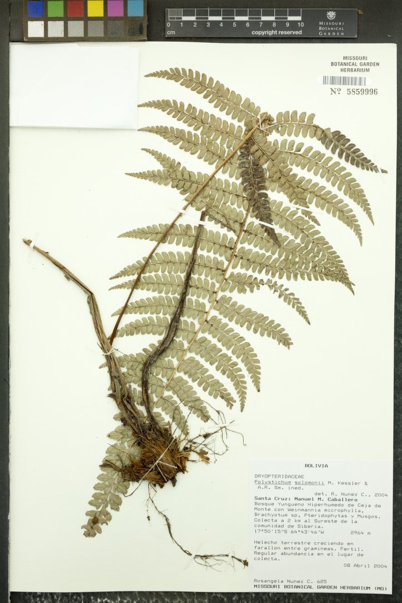 Polystichum solomonii photo 3