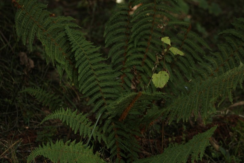 Polystichum speciosissimum