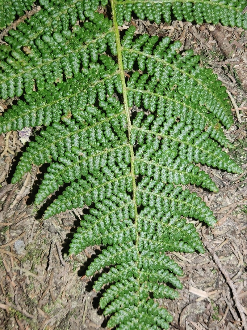Polystichum speciosissimum photo 2