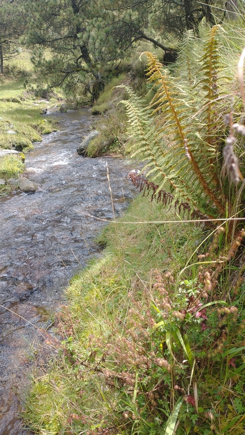 Polystichum speciosissimum photo 3