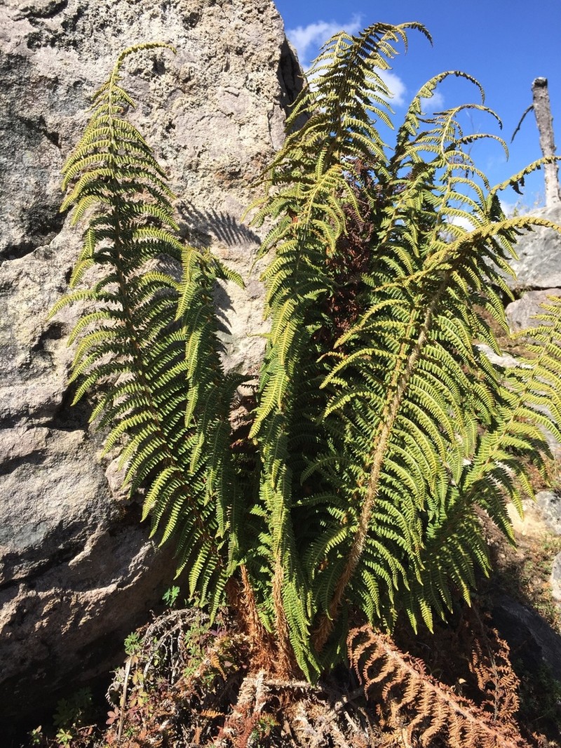 Polystichum speciosissimum photo 4