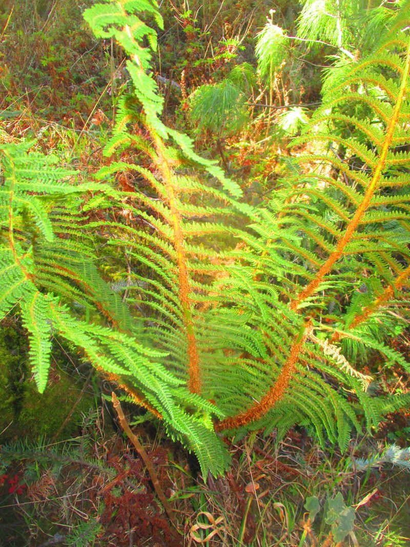 Polystichum speciosissimum photo 5