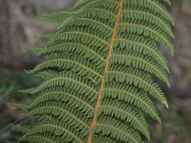 Polystichum speciosissimum photo 6