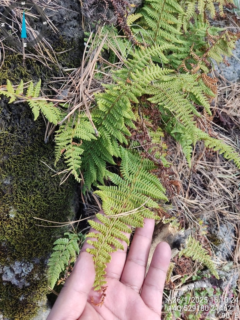 Polystichum speciosissimum photo 7
