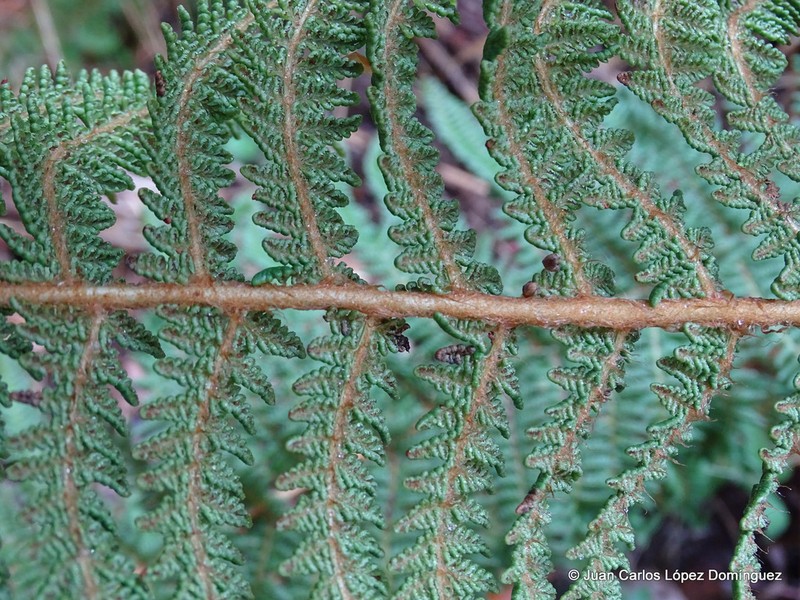 Polystichum speciosissimum photo 8