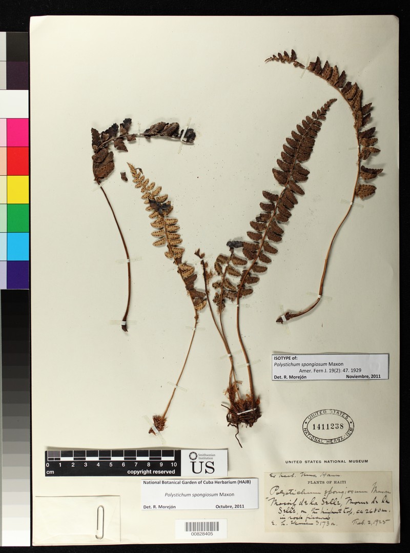 Polystichum spongiosum