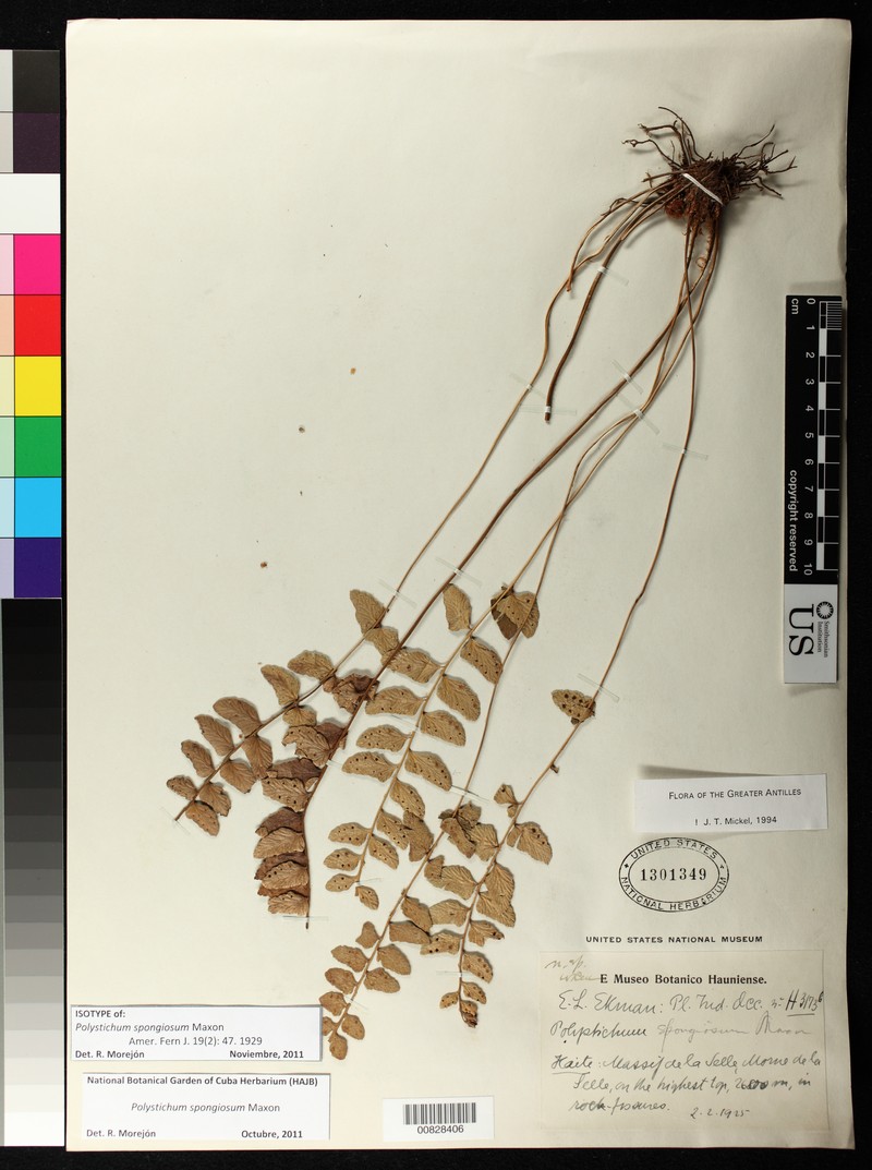 Polystichum spongiosum photo 2