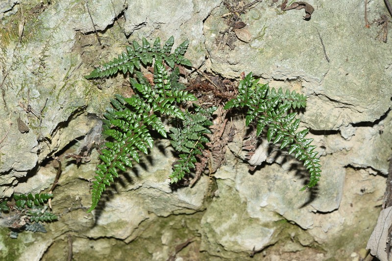 Polystichum squarrosum