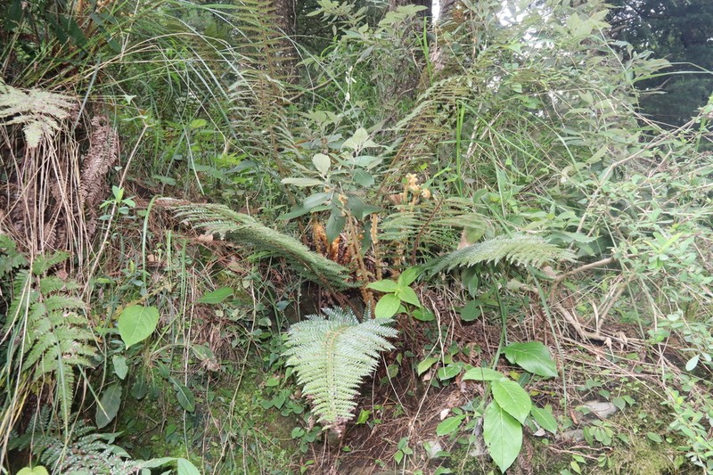 Polystichum squarrosum photo 2