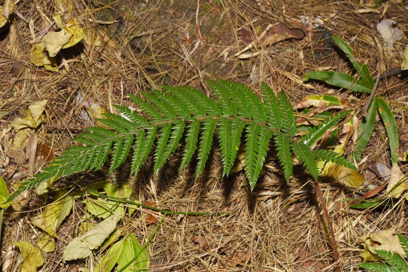 Polystichum squarrosum photo 3