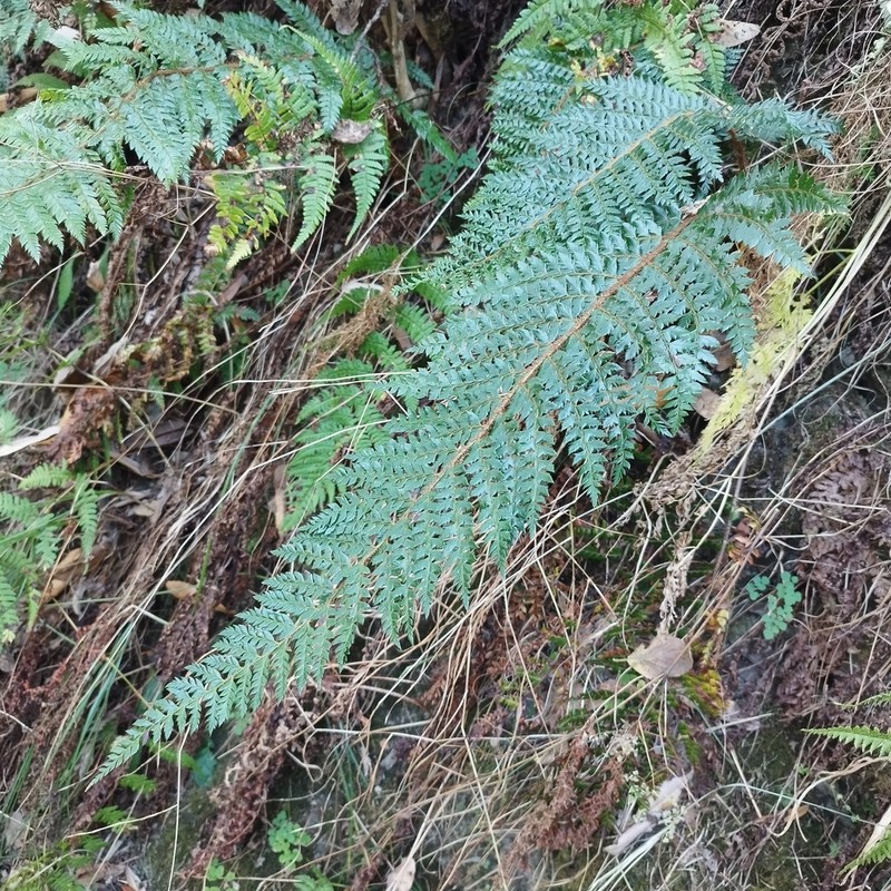 Polystichum squarrosum photo 4