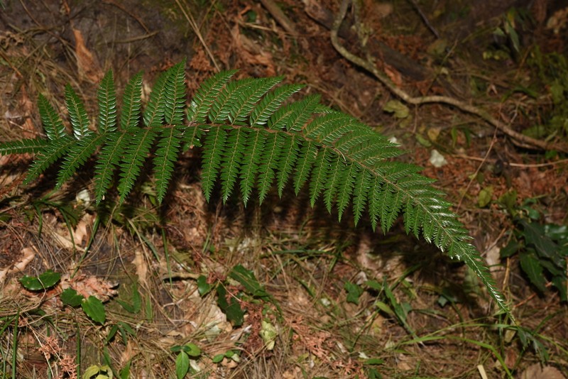 Polystichum squarrosum photo 5
