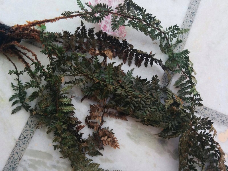 Polystichum squarrosum photo 6