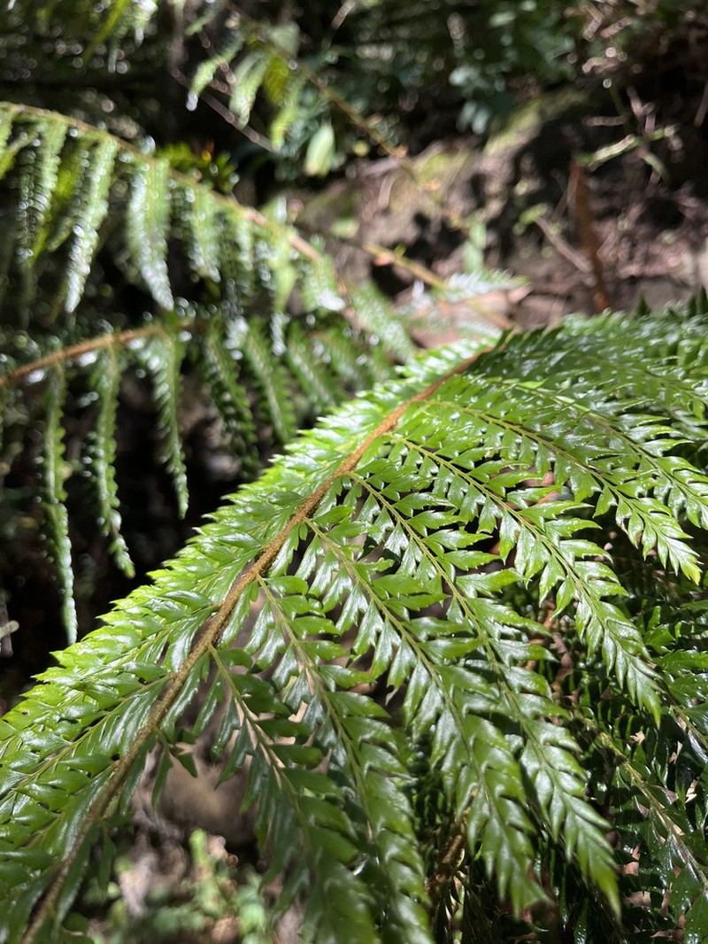 Polystichum squarrosum photo 7