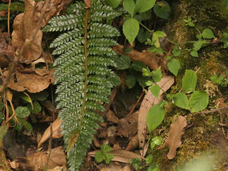 Polystichum squarrosum photo 8