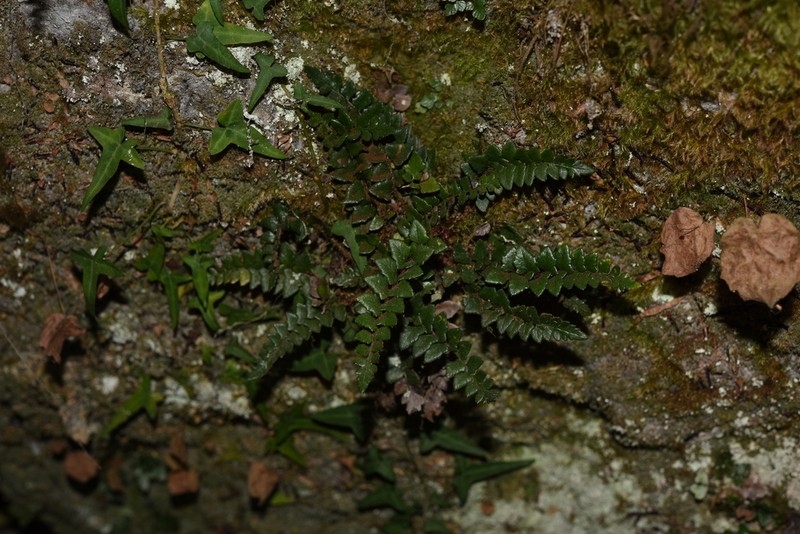 Polystichum stimulans