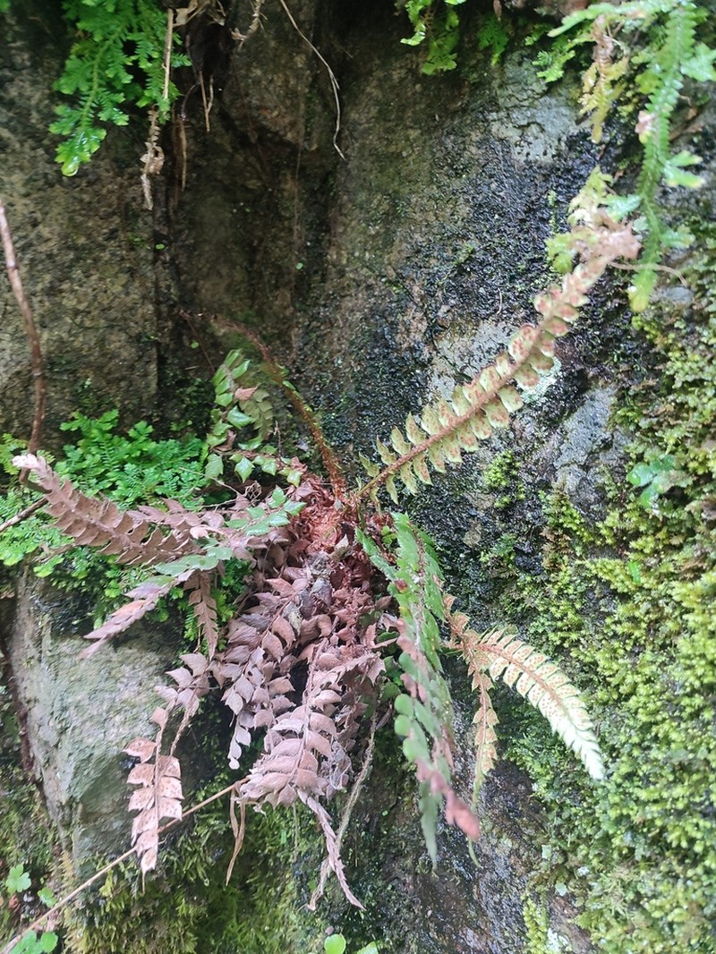 Polystichum stimulans photo 2