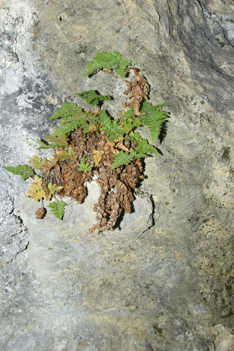 Polystichum stimulans photo 3