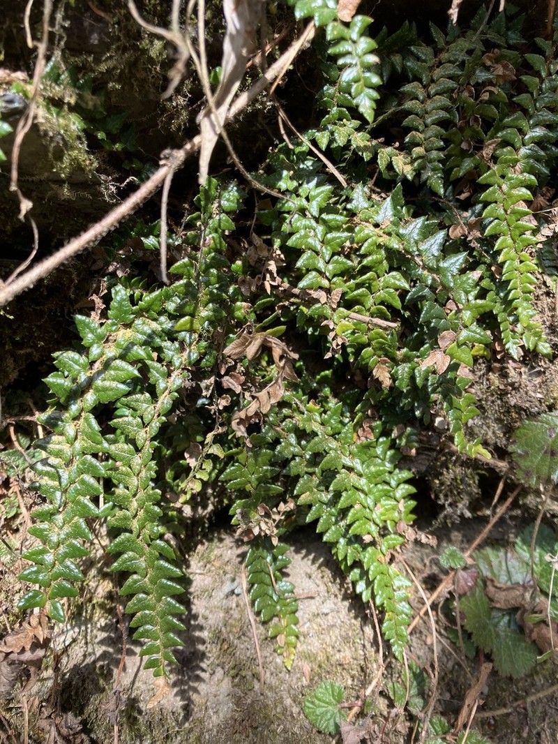 Polystichum stimulans photo 4