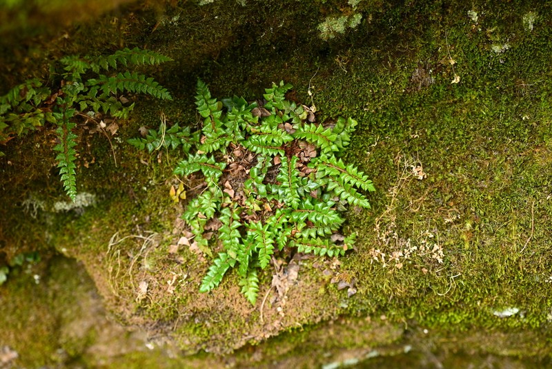Polystichum stimulans photo 5