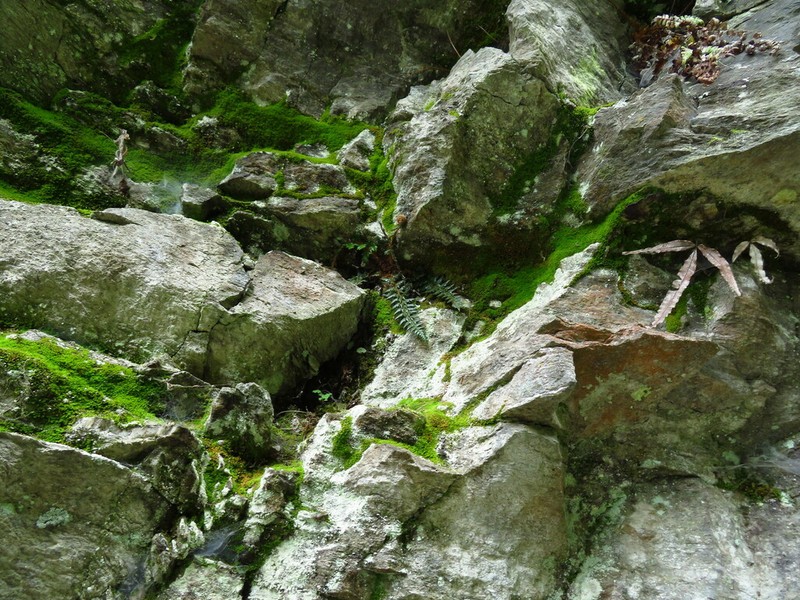 Polystichum stimulans photo 6