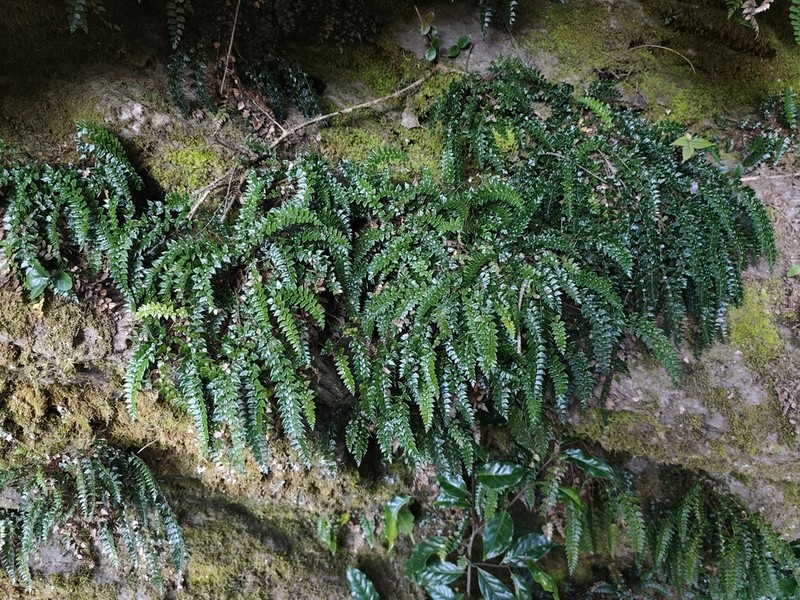 Polystichum stimulans photo 7