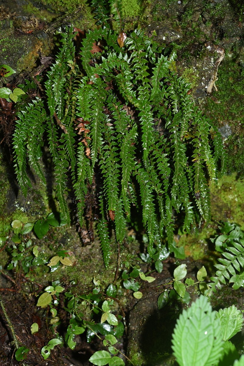 Polystichum stimulans photo 8